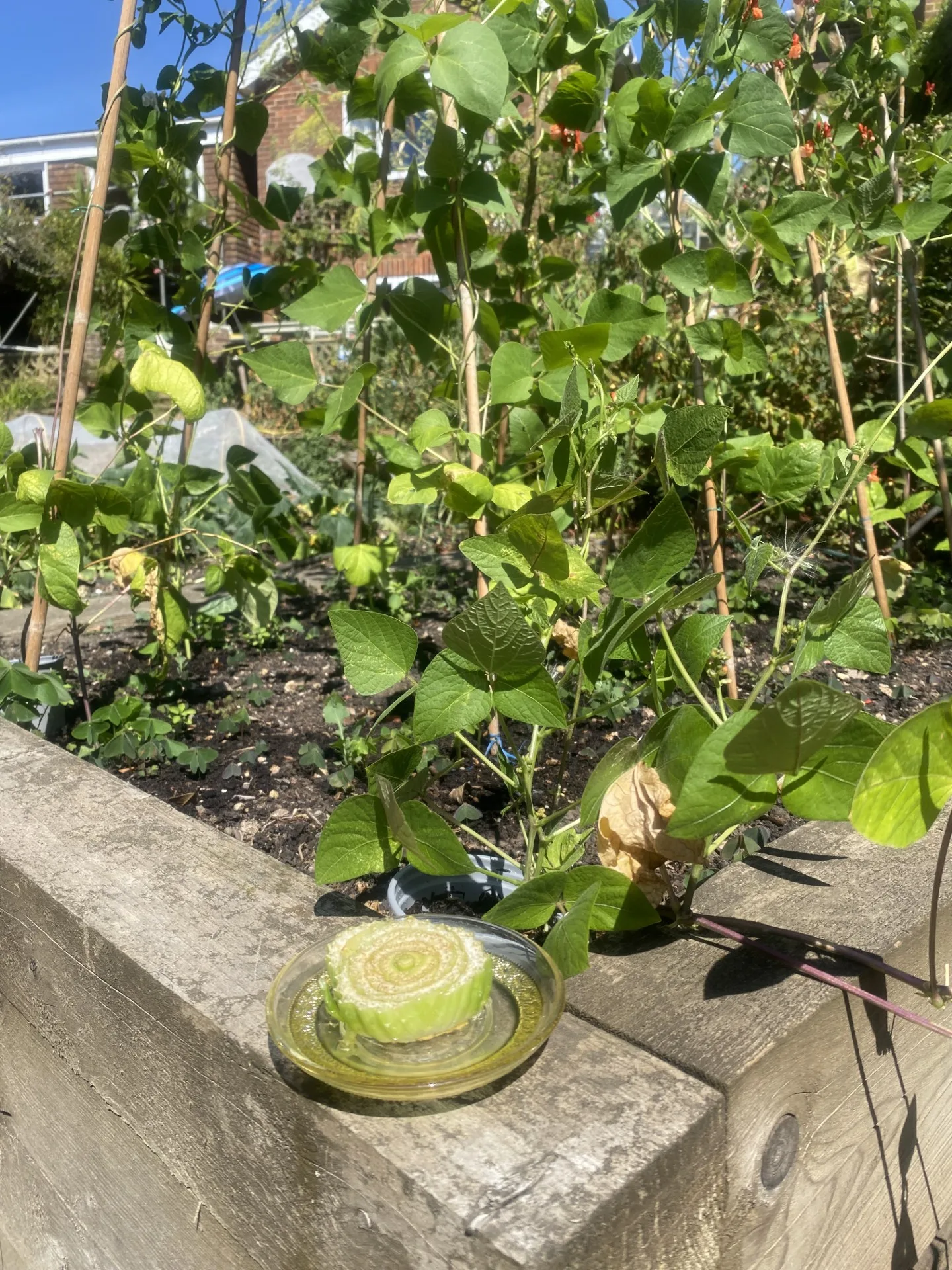 Celery cut and set to regrow in a saucer of water on a sunny garden wall