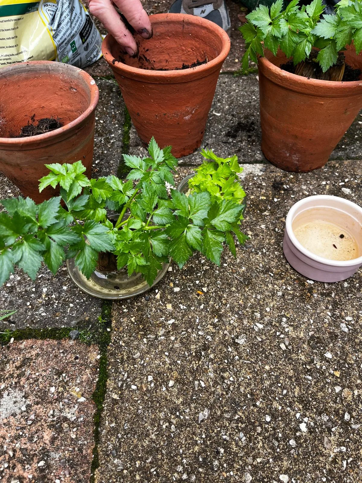 Fresh celery leaves regrown from the root, freshly potted