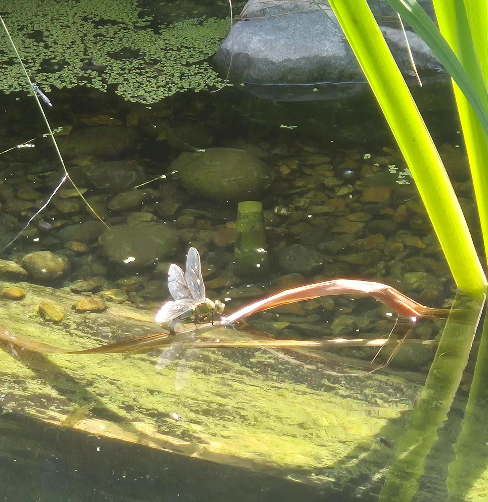 A dragonfly resting on the still water of a garden pond